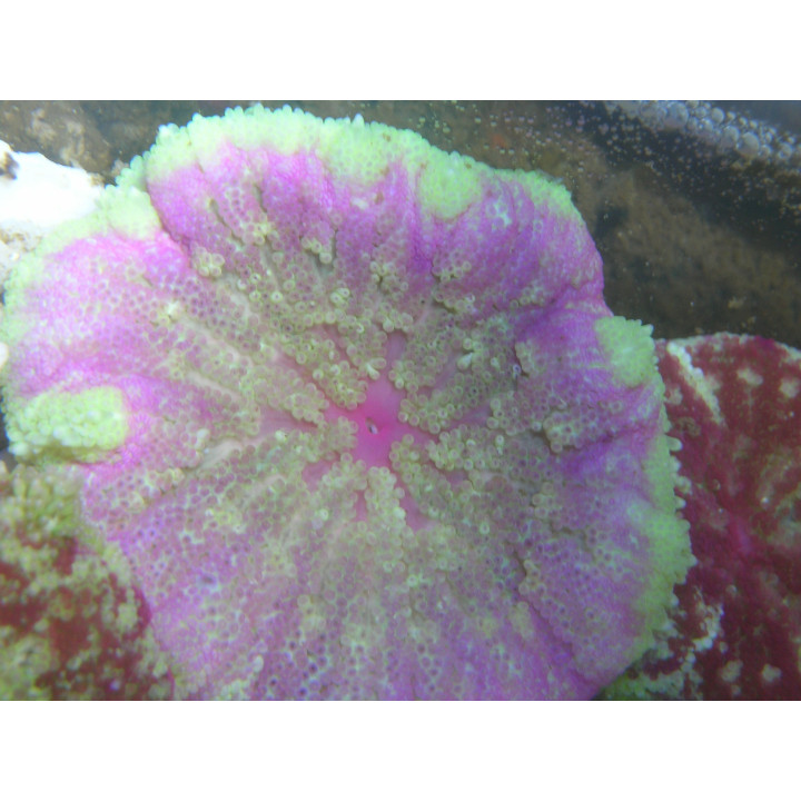 Stichodactyla tapetum