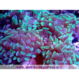Euphyllia parancora WYSIWYG 13112020-11