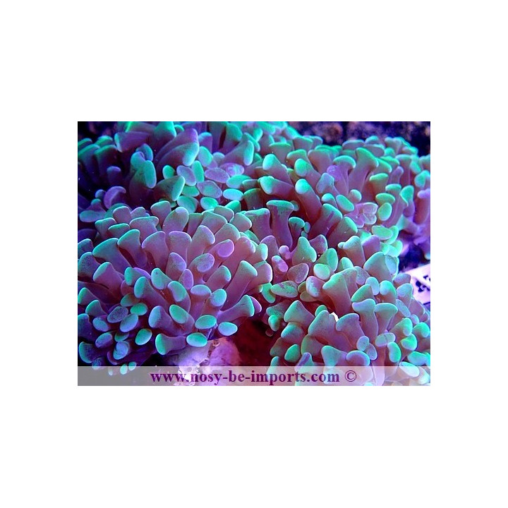 Euphyllia parancora WYSIWYG 13112020-11