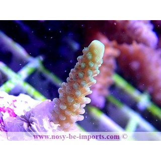 Acropora sp. WYSIWYG 13112020-12