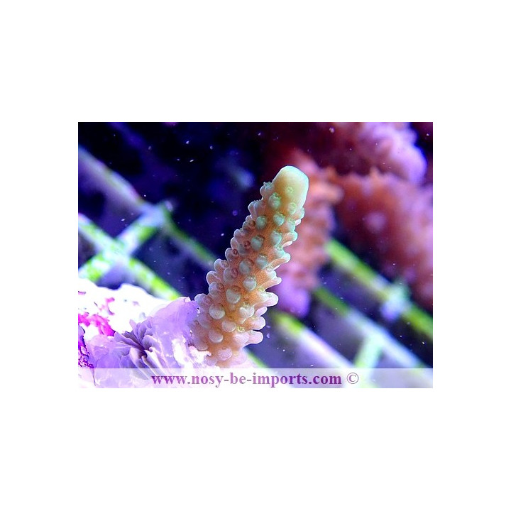 Acropora sp. WYSIWYG 13112020-12
