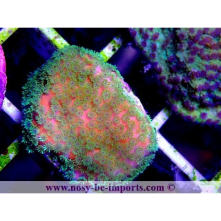Montipora sp. USA WYSIWYG 13112020-13