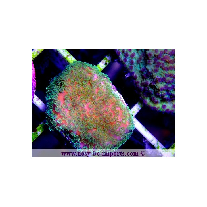 Montipora sp. USA WYSIWYG 13112020-13