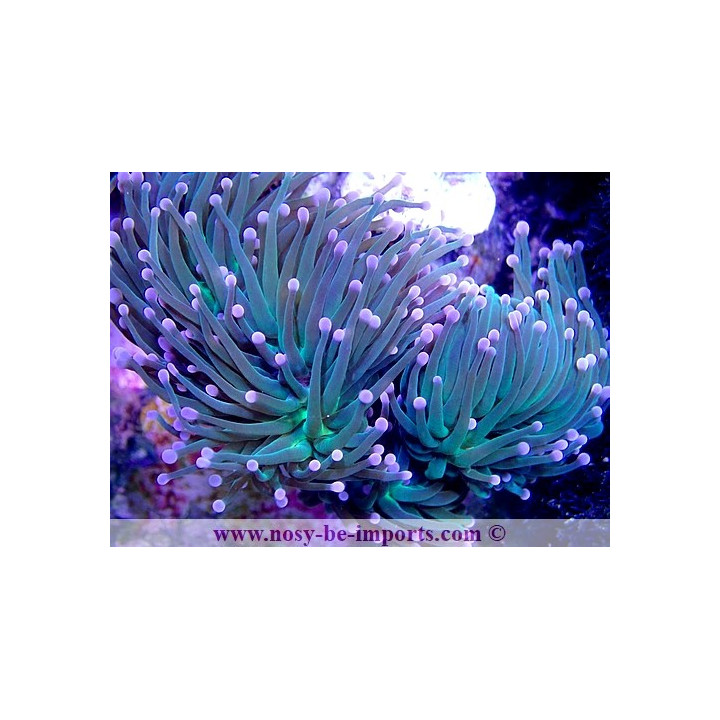 Euphyllia glabrescens WYSIWYG 13112020-14