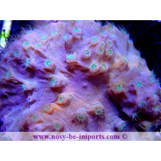 Sinularia dura WYSIWYG 13112020-15
