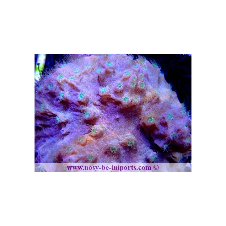 Sinularia dura WYSIWYG 13112020-15