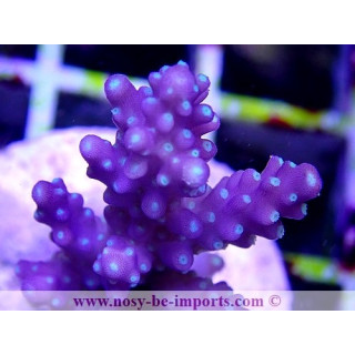 Acropora sp. WYSIWYG 13112020-18