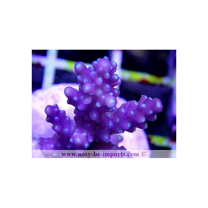 Acropora sp. WYSIWYG 13112020-18