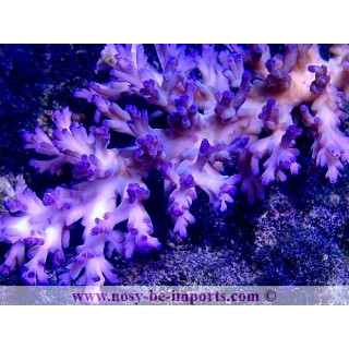 Acropora echinata Ice Fire WYSIWYG 13112020-19