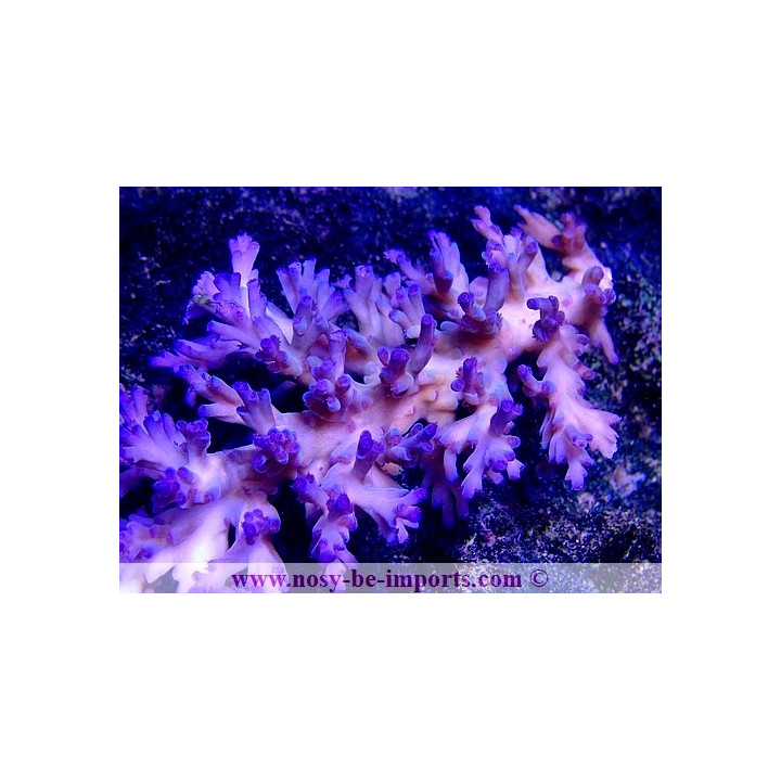 Acropora echinata Ice Fire WYSIWYG 13112020-19