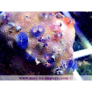 Porites + Spiro WYSIWYG 13112020-21