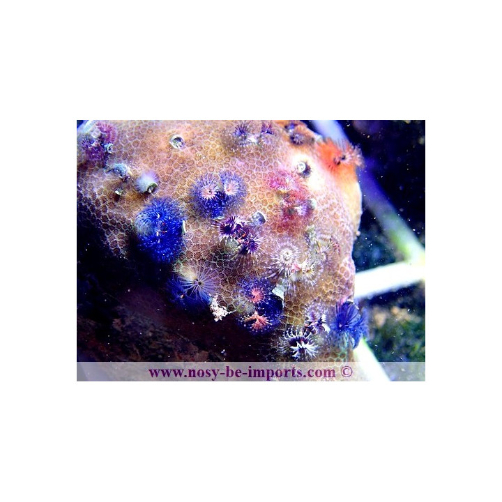 Porites + Spiro WYSIWYG 13112020-21