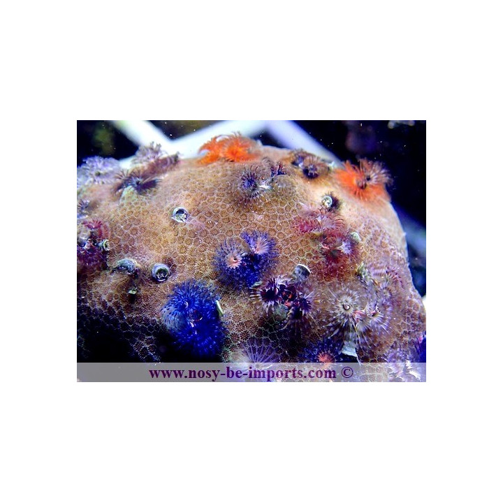 Porites + Spiro WYSIWYG 13112020-21