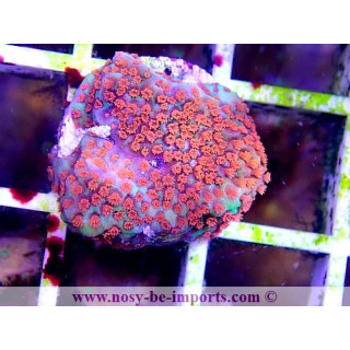 Montipora sp. USA WYSIWYG 13112020-22