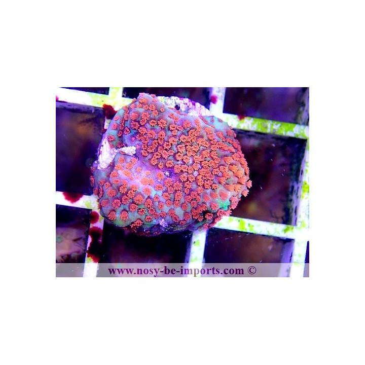 Montipora sp. USA WYSIWYG 13112020-22