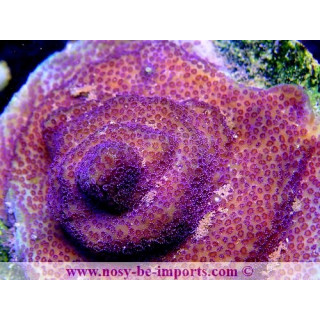 Montipora sp. WYSIWYG 13112020-24