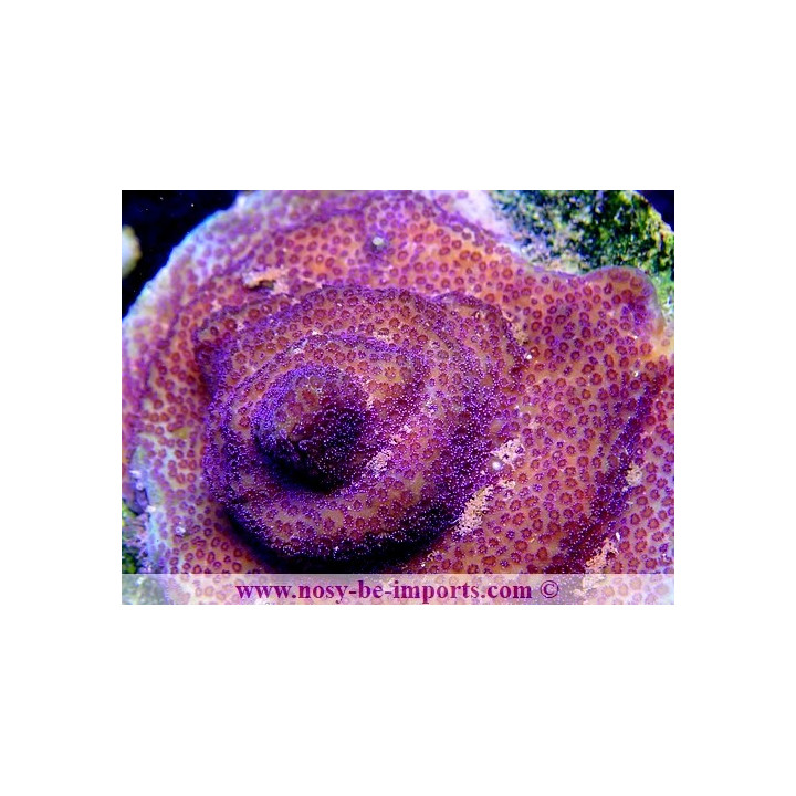 Montipora sp. WYSIWYG 13112020-24