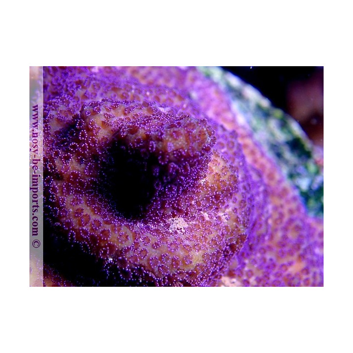 Montipora sp. WYSIWYG 13112020-24