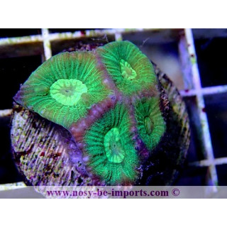 Goniastrea sp. ultra WYSIWYG 13112020-25