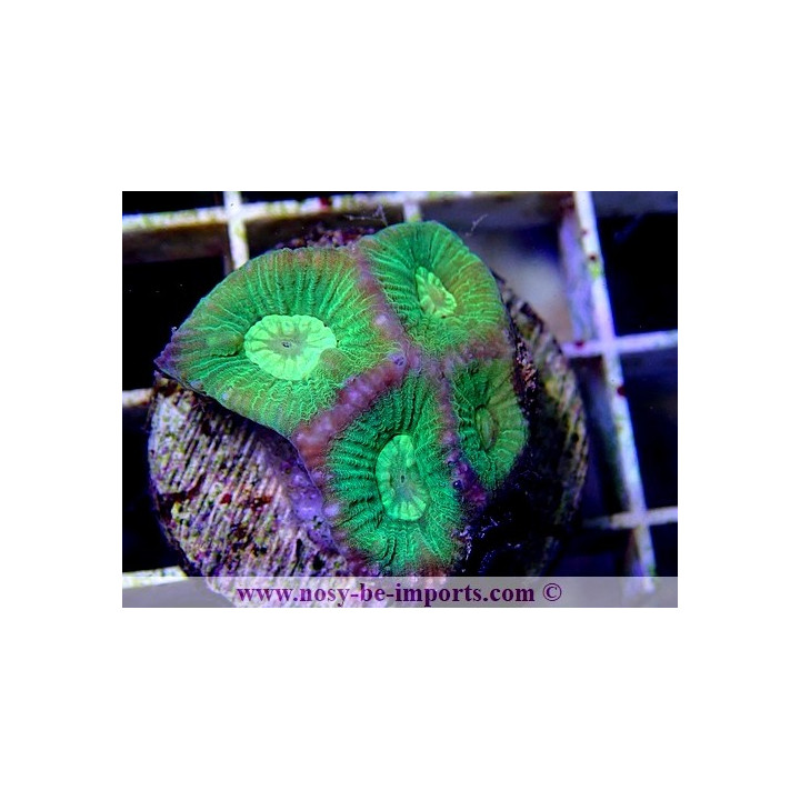 Goniastrea sp. ultra WYSIWYG 13112020-25