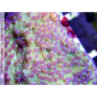Montipora sp. WYSIWYG 13112020-26