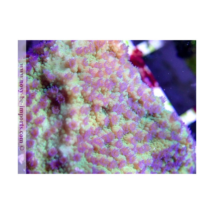 Montipora sp. WYSIWYG 13112020-26