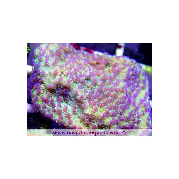 Montipora sp. WYSIWYG 13112020-26