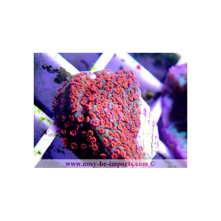 Montipora sp. USA WYSIWYG 13112020-27