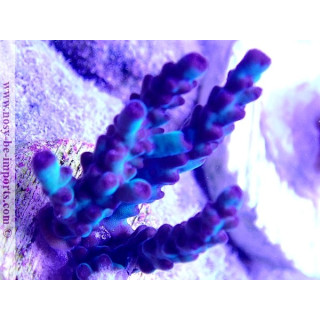 Acropora sp. USA WYSIWYG 13112020-32
