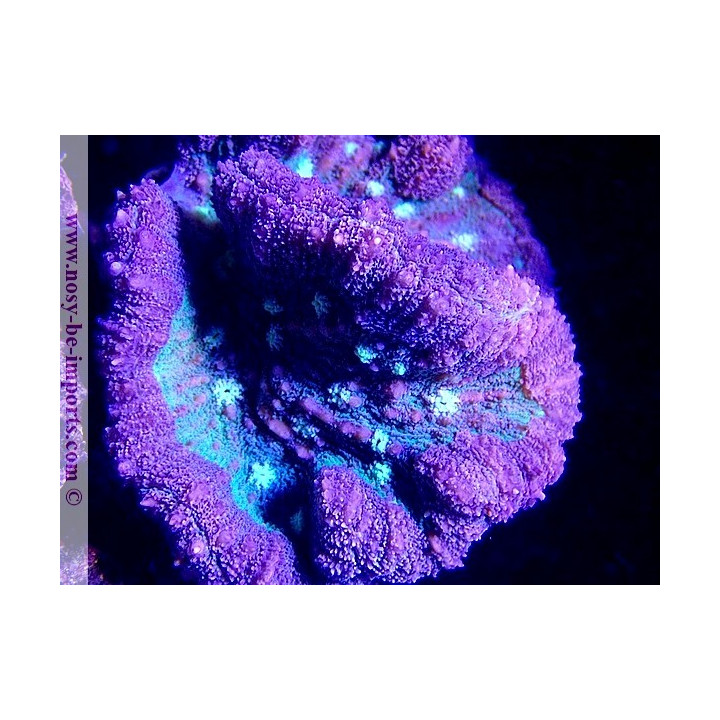 Symphyllia sp. WYSIWYG 13112020-37