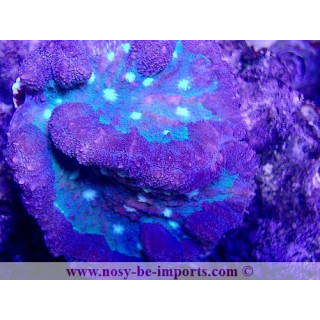 Symphyllia sp. WYSIWYG 13112020-37