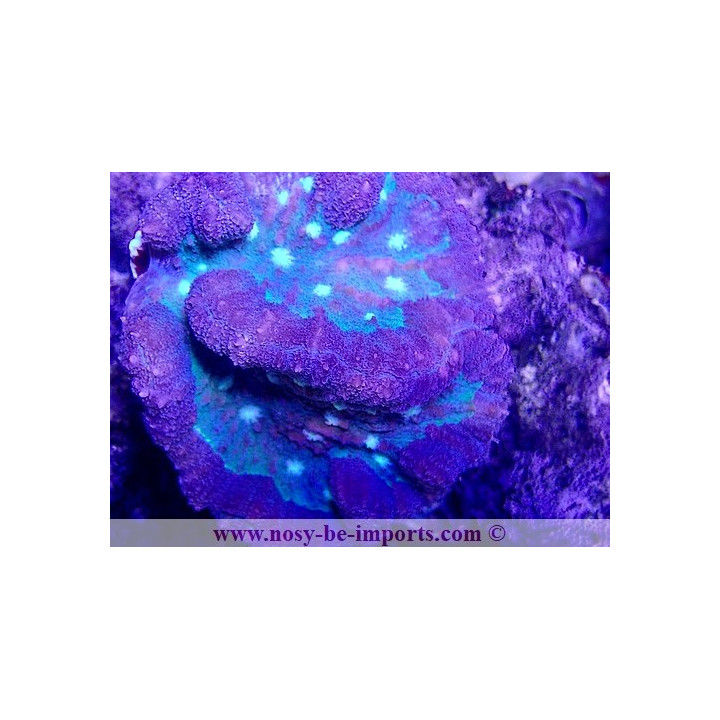 Symphyllia sp. WYSIWYG 13112020-37