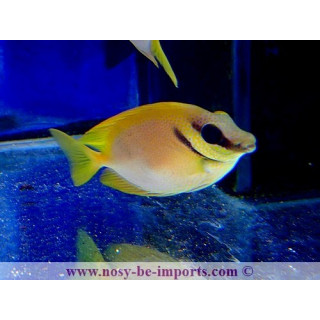 Siganus corallinus
