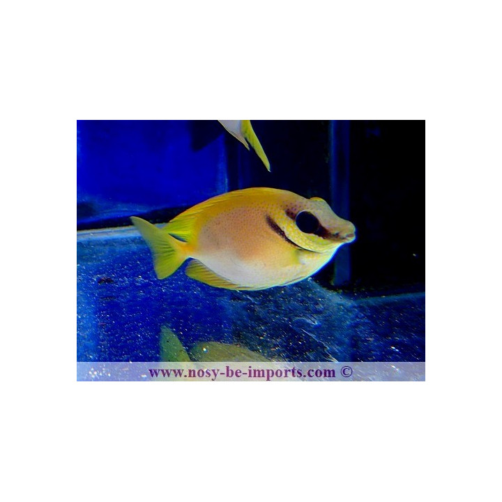 Siganus corallinus