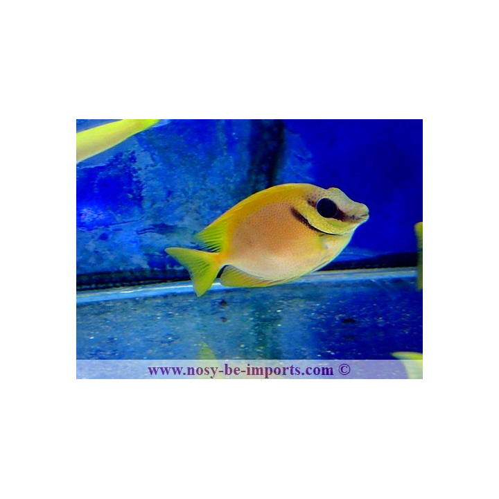 Siganus corallinus