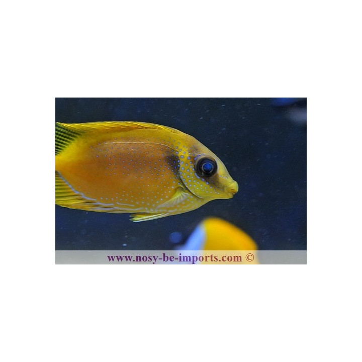 Siganus corallinus