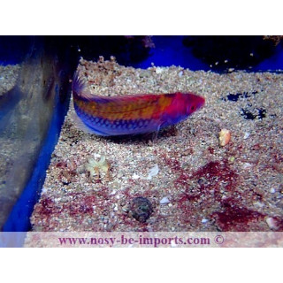 Cirrhilabrus aurantidorsalis