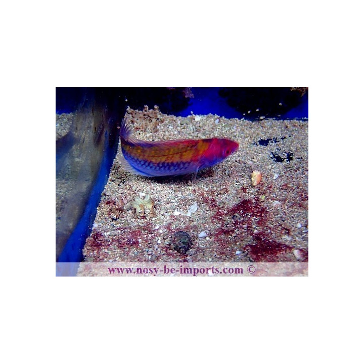Cirrhilabrus aurantidorsalis