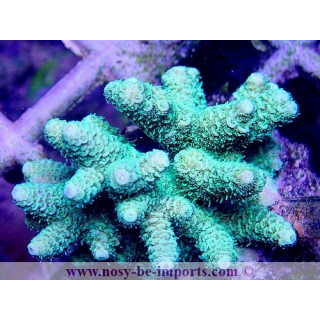 Acropora millepora WYSIWYG 28112020-2