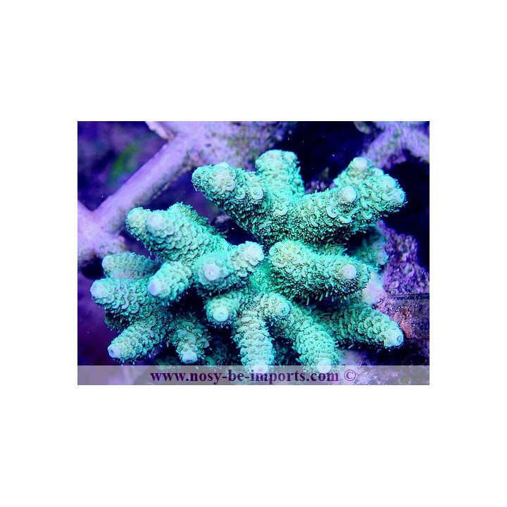 Acropora millepora WYSIWYG 28112020-2