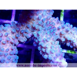 Acropora sp. WYSIWYG 28112020-4