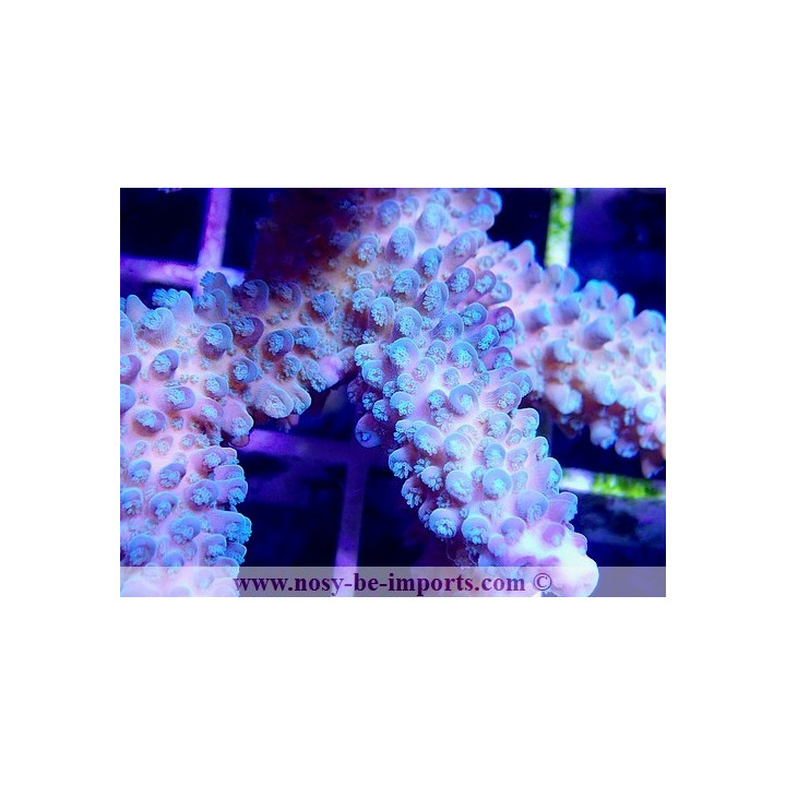 Acropora sp. WYSIWYG 28112020-4