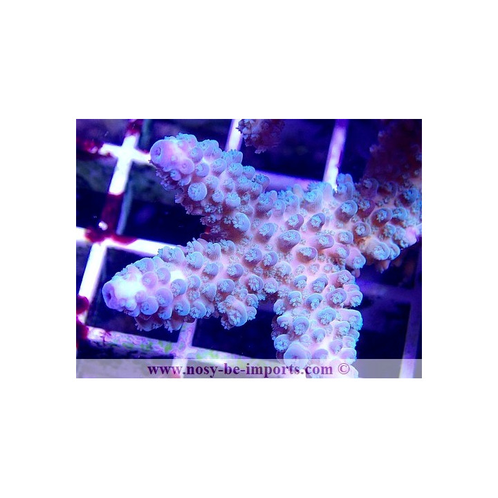 Acropora sp. WYSIWYG 28112020-4