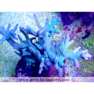 Acropora subglabra WYSIWYG 28112020-5