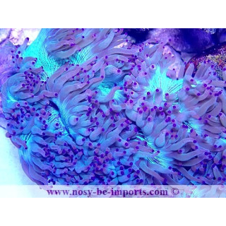 Catalaphyllia jardinei WYSIWYG 28112020-10
