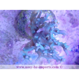 Acropor subglabra WYSIWYG 28112020-12