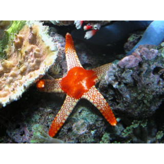 Fromia monilis