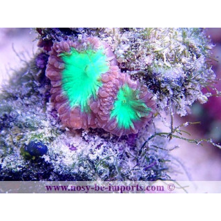 Blastomussa wellsi WYSIWYG 05122020-1