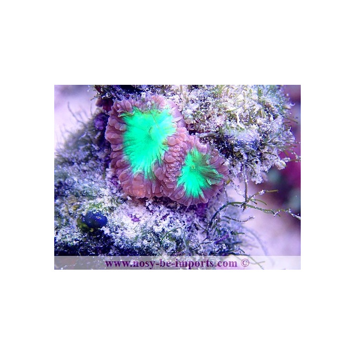 Blastomussa wellsi WYSIWYG 05122020-1