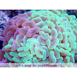 Euphyllia ancore bicolore WYSIWYG 05122020-4